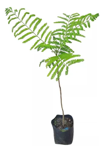 Árbol Ibirapita Sombra !!!