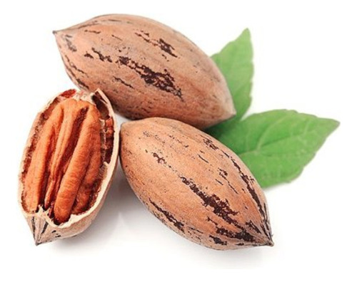 Plantin De Nuez Pecan Blanco