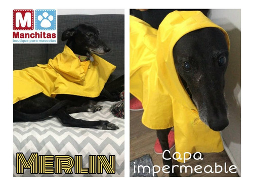 Pilotos Impermeable Perros Grandes Golden Labrador Ovejero