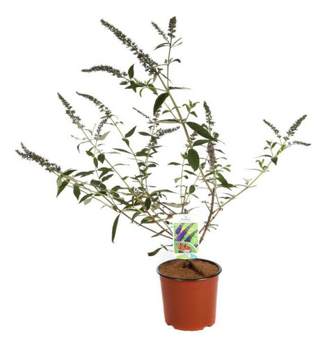 Planta Budleia Blanca - Ideal Jardines - Envíos