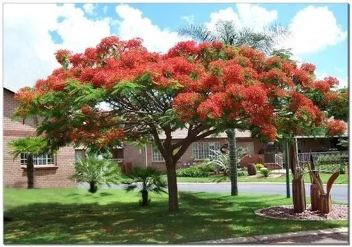 Muktambu: El árbol de los recuerdos (Spanish Edition): Vivas