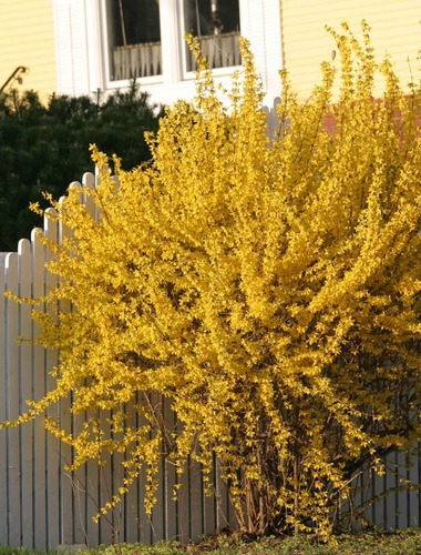 Forsythia Suspensa ( Arbol ) 70 Cm A 1 M Forsitia Unicas
