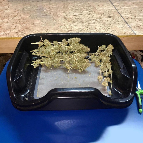 Bandeja De Corte De Flores, Filtro Tela De 150 Mícrons