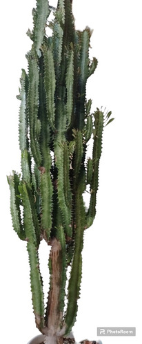 Cactus Euphorbia Trigona Grande 