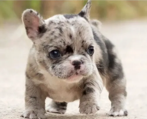 Bulldog Frances Mini MercadoLibre