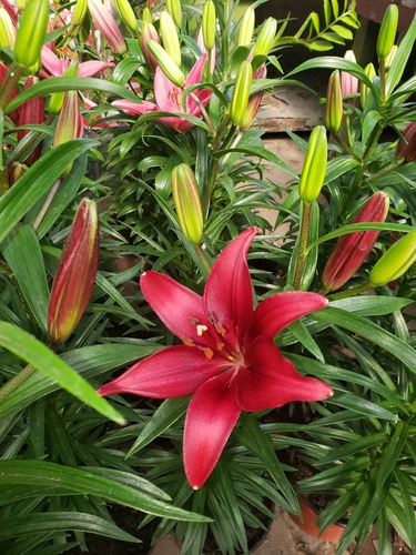 Planta Lilium/ Variedad De Colores- Naturaleza Activa | MercadoLibre