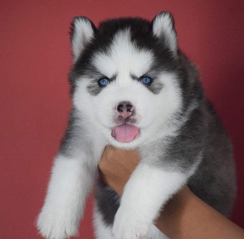 Cachorros Husky Siberiano 