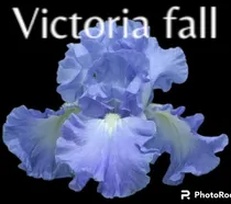 Comprar 3 Rizoma De Lirios Barbados O Iris Germánica Victoria Fall