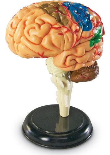 Modelo De Cerebro Learning Resources