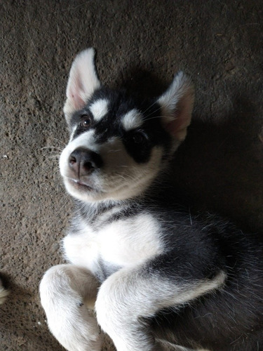 Cachorros Husky Macho