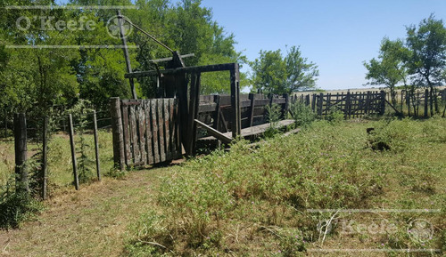 Imagen 10 de 15 de Punta Indio 100 Has Campo En Venta - Ideal Feed Lot - Oportunidad