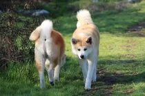 Comprar Akita Inu Inscritos Y Legales