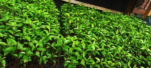 Semilla De Eugenia Kit Para 128 Plantas Cerca Viva