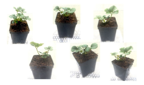 Pack De  6 Plantas De Frutilla (fragaria Spp)