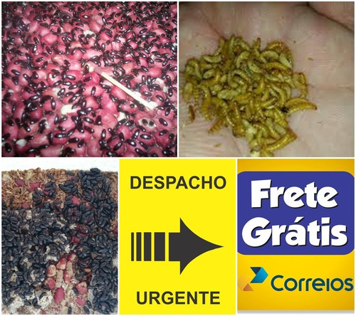 Imagem 9 de 10 de Besouro Do Amendoim 50 Unidades (start) Frete Grátis