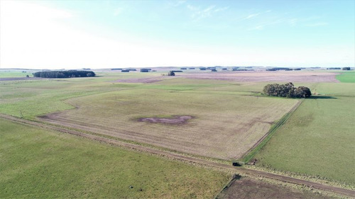 Imagen 4 de 28 de Campo 39 Has. Agrícolas Con Mejoras - Zona Dos Naciones