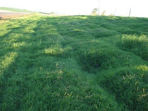 Imagem 4 de 10 de Sementes De Capim Vaquero - Pacote Com 5 Kg