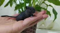 Comprar Esquilos Da Mongólia (gerbil) Black Com Patinhas Brancas.