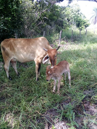 Estado Barinas Se Vende Finca Ganadera Yep11
