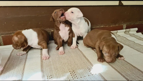 Imagem 3 de 5 de 04filhotes De Pitbull Por Apenas $380.00