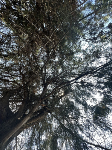 Vendo El Mejor Terreno De Bosques De Viena