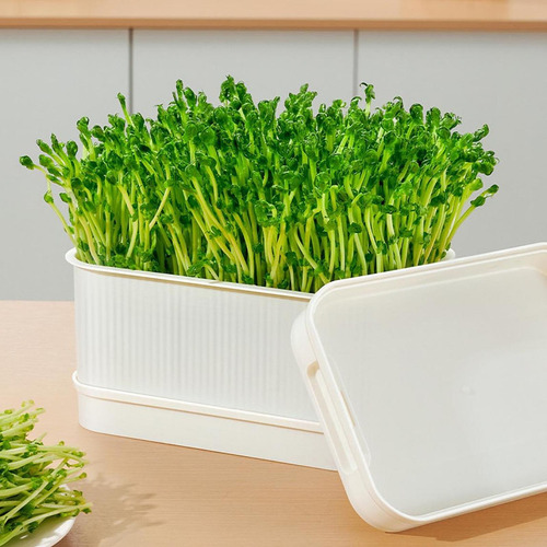 Seed Sprouts Tray Saving Space Versatile Large White