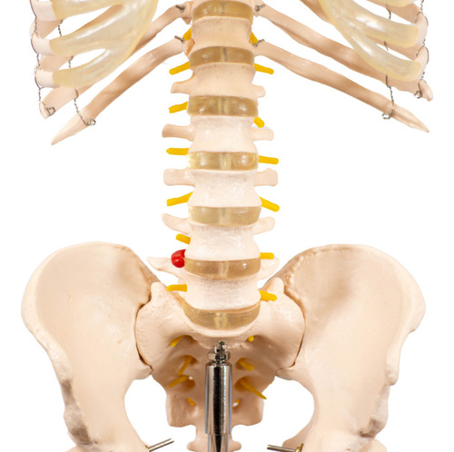 Esqueleto Humano Padrão De 1,80 Cm C/ Suporte, Haste E Rodas