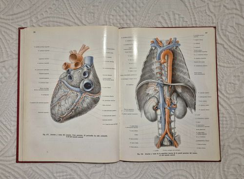 Atlas De Anatomia Humana.g.wolf.heidegger. (Usado)