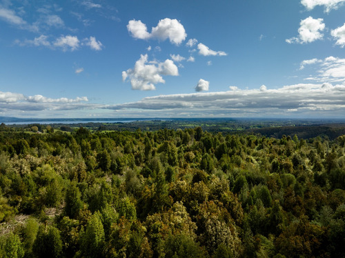 Lotes Con Bosque A 15 Min Del Lago Puyehue | Acceso Rápido