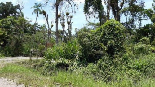 Imagem 3 de 6 de Terreno No Litoral Com 5080 M², Lado Serra. Itanhaém/sp