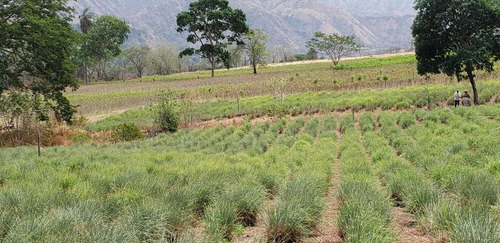 Imagen 3 de 30 de Finca Agrícola Santa Fe De Antioquia, Vereda El Tunal - Se Vende