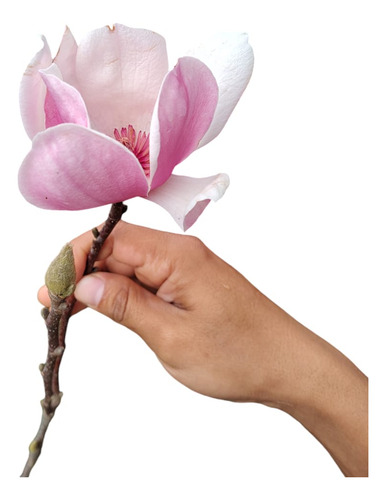 Magnolia Soulangeana Árbol De 1 Metro