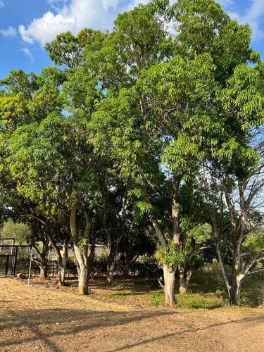 Imagen 8 de 14 de Ruth Ramirez 0414 4211599 135246 Venta Finca Santa Isabel