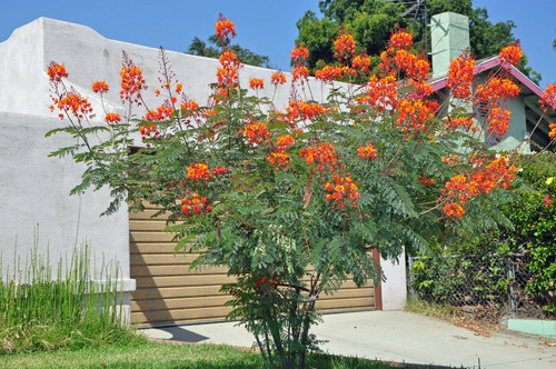 10 Semillas Tabachín Enano Flamboyan Caesalpinia Pulcherrim