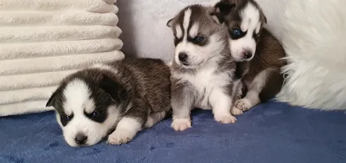comprar Cachorros Siberiano Husky 