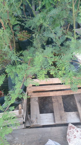 Árbol Espinillo (acacia Caven)