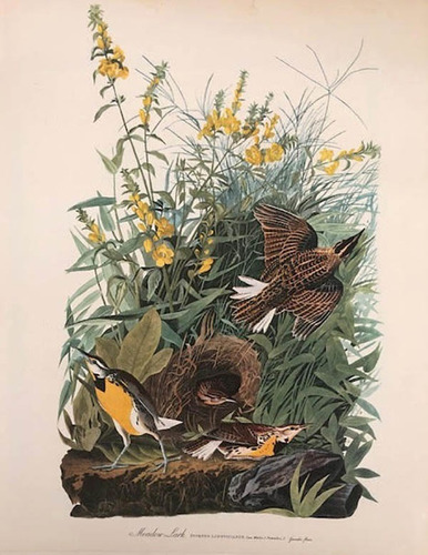 Antigua Lamina The Audubon Folio - Meadow Lark