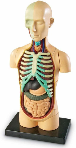 Recursos De Aprendizaje Modelo Del Cuerpo Humano, Ciencia Au