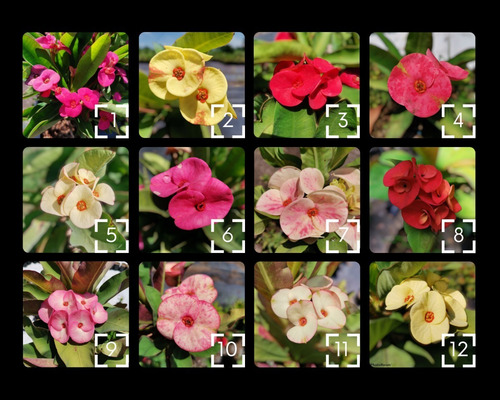 Imagen 1 de 8 de Coronas De Cristo (euphorbia Milii) Todos Los Colores