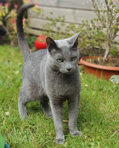 Russian Blue Gato Anti Alérgico Gatil Lunar Instagram