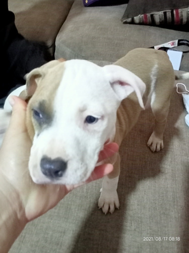 Imagen 6 de 7 de Cachorros Pitbull American Bullin