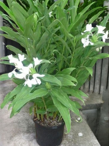 Caña De Ámbar, Flor Mariposa. Hedychium Coronarium