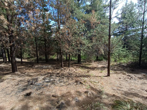 Imagen 2 de 12 de Terreno - Epuyen