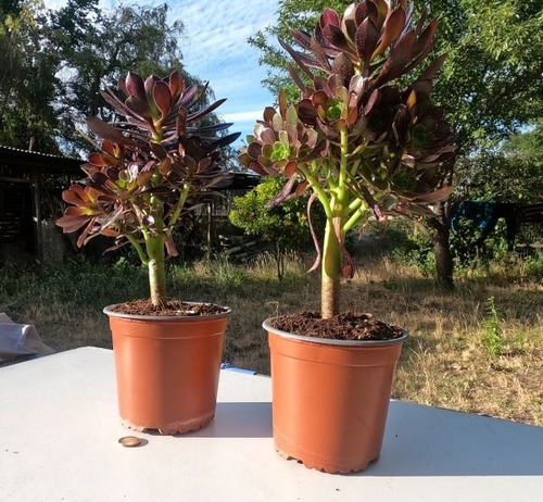 Suculentas Aeonium Arboreum Rosa Negra