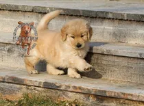 Comprar Golden Puros 100% Criadero Golden Retriever Argentina.-