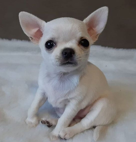 Chihuahua 7 Marrón