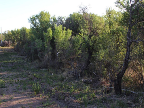 Imagen 7 de 14 de Venta De Lote En Cortaderas Desmalezados