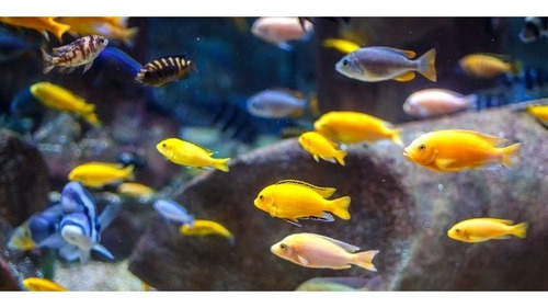 Red Para Peces Grande Penn Plax Acuario Pecera Pesca Color Rojo N10