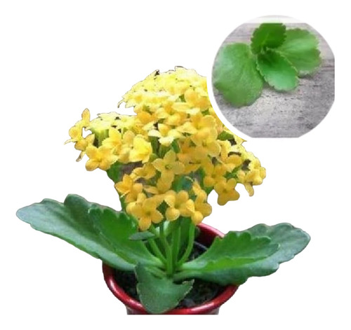 Esquejes (10 Plantulas) De Suculenta Kalanchoe 2 Variedades