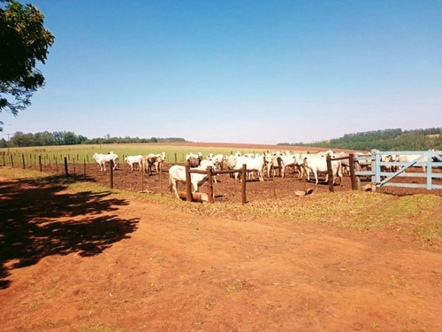 Imagem 5 de 9 de Fazenda Para Venda Em Piraju, Rural - Faz 610_1-1938997